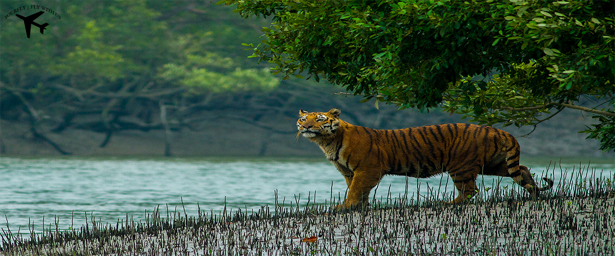 Sundarbans, Bangladesh|Hotels, Restaurant & Food